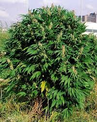 hemp 